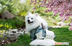 ?博美和银狐杂交的犬叫什么