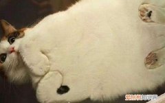 猫咪揣手手代表什么 猫咪夏天揣手手什么意思