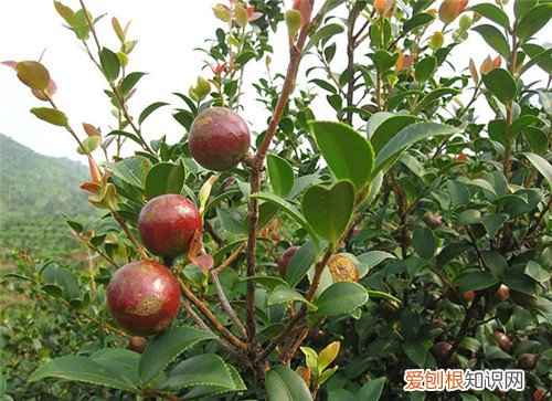 茶油树长什么样 茶油树种植几年能结果