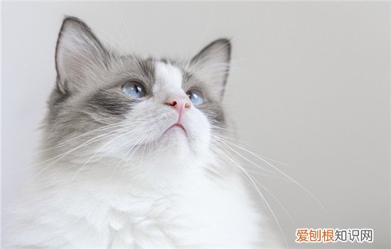 宠物猫买公猫好还是母猫好 为什么买猫一般都买公猫