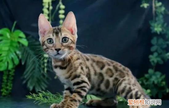 孟加拉豹猫宠物猫 孟加拉豹猫是哪个国家的
