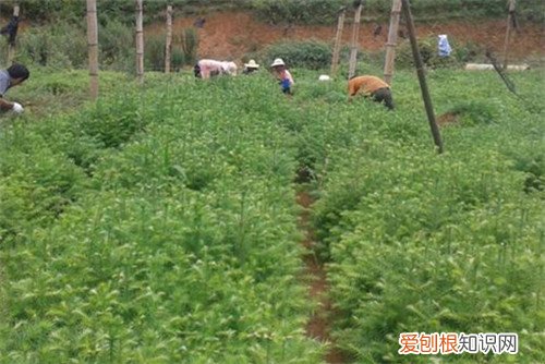 杉树种植最佳时间是什么时候 这样种植杉树长得快