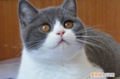 tom猫是什么品种的猫