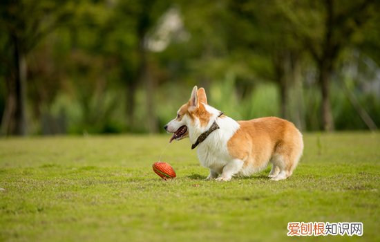 柯基怕打雷怎么办 柯基为什么怕打雷