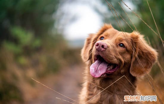 马尔济斯犬成年多大 马尔济斯犬几岁成年