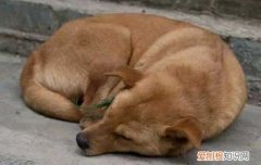 喜乐蒂牧羊幼犬 喜乐蒂牧羊犬是烈性犬吗