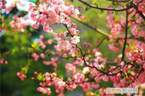 海棠花语是什么 海棠花可以养在家里吗