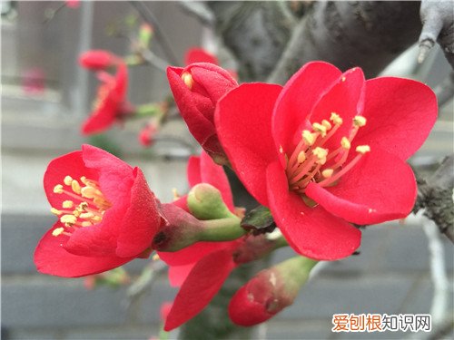 海棠花语是什么 海棠花可以养在家里吗