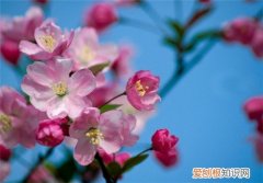 海棠花语是什么 海棠花可以养在家里吗