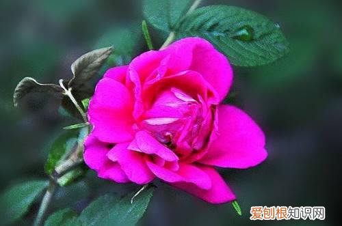 野玫瑰花有什么价值 野玫瑰花对女性有哪些好处