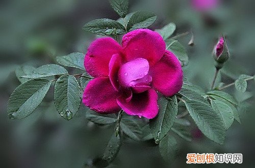 野玫瑰花有什么价值 野玫瑰花对女性有哪些好处