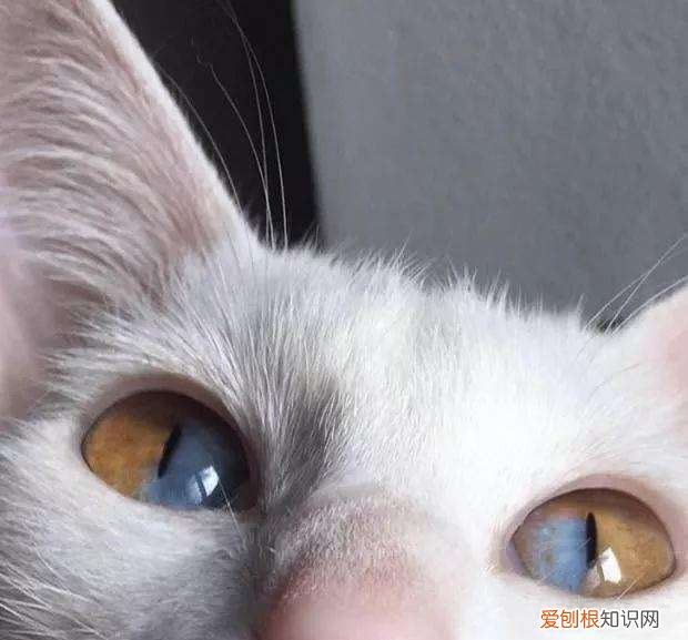 为什么猫咪瞳孔一条线 猫咪瞳孔变成一条线代表什么