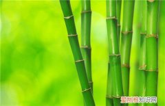 竹子是树还是草 竹子究竟是什么植物