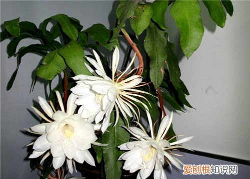 昙花可以吃吗 昙花有哪些价值