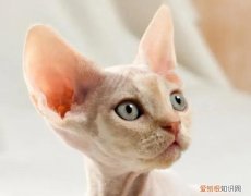 德文卷毛猫是哪个国家的猫 德文卷毛猫是哪个国家的