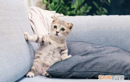 为什么狗比猫更通人性 猫为什么不如狗通人性