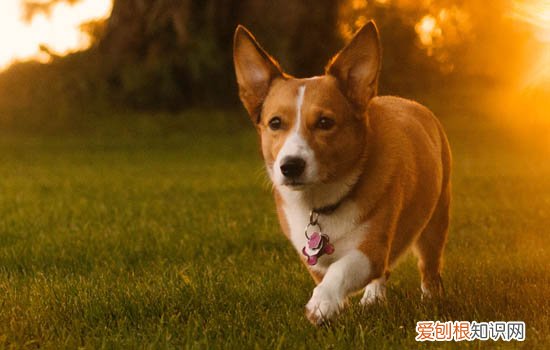 怎样挑马犬幼犬 挑选马犬幼犬的简单小窍门