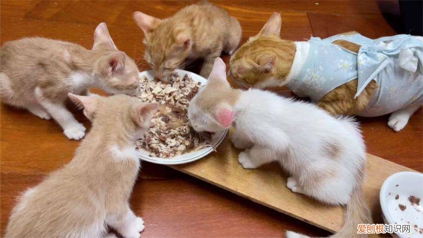 22天小猫能吃猫粮吗 21天小猫崽会吃食吗