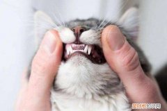 猫咪从几个月开始换牙 猫换牙的时间是从几个月开始