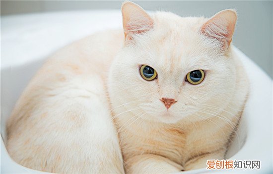 猫几月份是换毛期 猫换毛季节是几月份