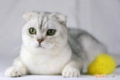 折耳猫为什么痛苦一辈子 折耳猫每天都很痛苦吗