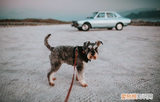 雪纳瑞怕冷吗 雪纳瑞怕不怕冷