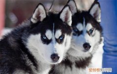西伯利亚雪橇犬属于什么犬组 西伯利亚雪橇犬属于什么犬