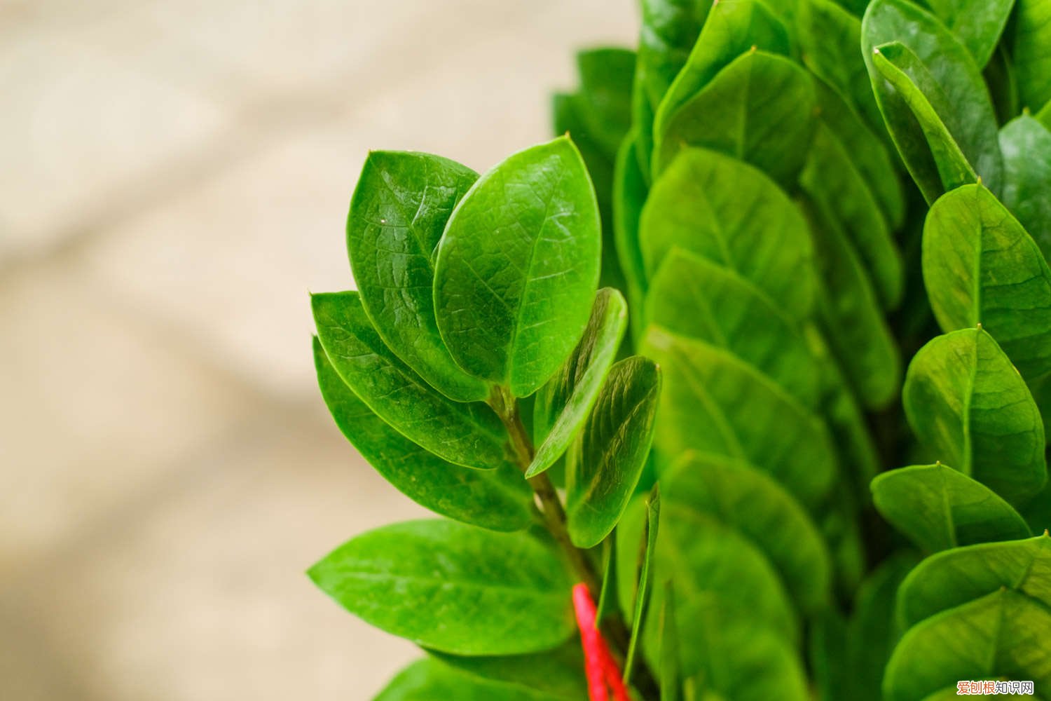 冬天暖气房里怎样养金钱树 金钱树冬天怎么养护，没暖气金钱树如何过冬