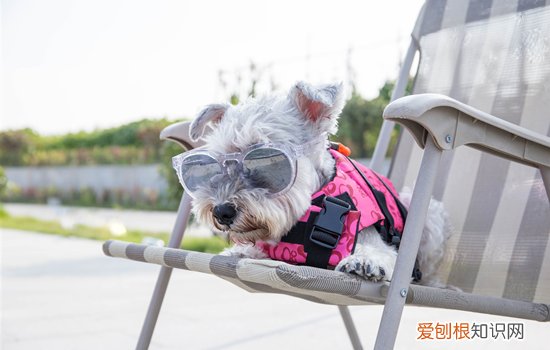 雪纳瑞感冒能吃人的感冒药吗 雪纳瑞能吃人的感冒药吗