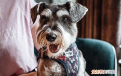 雪纳瑞感冒会自己好吗 雪纳瑞感冒能自愈吗