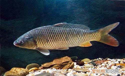 淡水鱼养殖三大技术淡水鱼和海鱼哪种更有营养