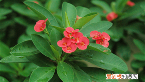 海棠花图片大全养殖海棠花的方法