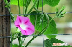 牵牛花的资料详解 牵牛花的养殖方法介绍