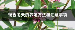 夏季养瑞香应注意什么 瑞香冬天的养殖方法和注意事项