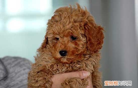 泰迪幼犬多久可以洗澡 泰迪幼犬2个月洗澡