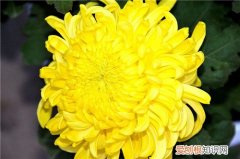 黄菊花的功效与作用及食用禁忌 黄菊花和白菊花的区别