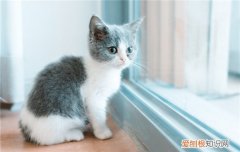 猫咪换牙是换所有的牙齿吗 猫咪换牙都换哪几颗牙