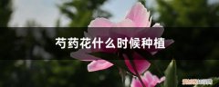 芍药花什么时候种植,怎么种植好 芍药花什么时候种植，怎么种植