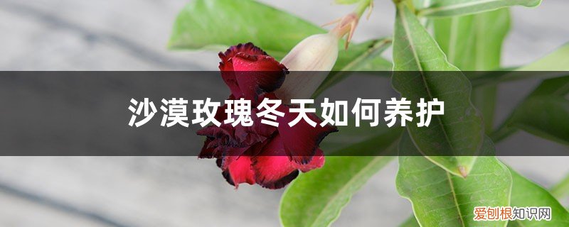 沙漠玫瑰冬天如何养护能开花 沙漠玫瑰冬天如何养护