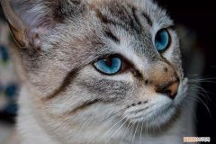 蓝猫什么眼睛颜色好 蓝猫的眼睛是什么颜色就比较正宗