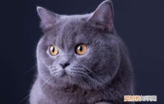 灰色那个猫是什么品种 灰色猫是什么品种的猫