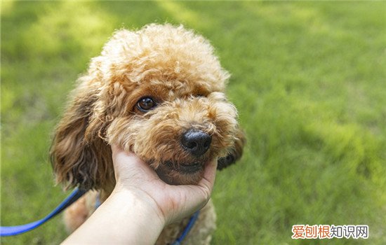 松狮犬为什么禁养呢 松狮犬为什么禁养