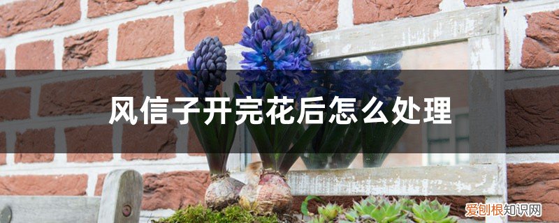 风信子开完花以后怎么处理 风信子开完花后怎么处理，怎么留种