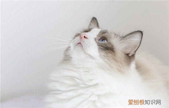 区分刚出生小猫公母 出生一天小猫公母怎么区分