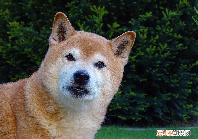 秋田犬和柴犬有区别吗 柴犬跟秋田犬有什么区别