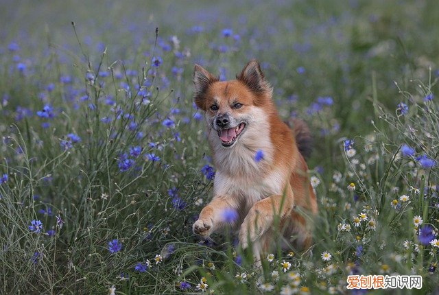 如何判断幼犬几个月了从脚垫颜色可以看出来吗 如何判断幼犬几个月了