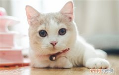 猫正常体温是多少 猫正常体温多少度正常