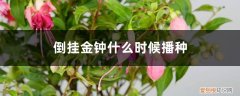 倒挂金钟用种子播种多久能开花 倒挂金钟什么时候播种，怎么催芽