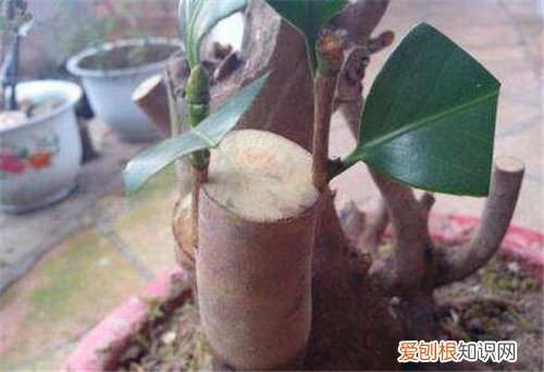 桂花嫁接怎么操作 怎样才能把桂花养好