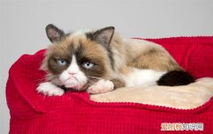 狸花猫长大之后什么样 狸花猫小时候和长大后的区别